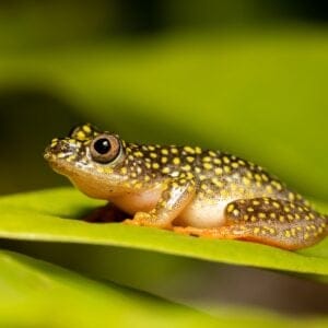 Starry Night Reed Frog lille frø på bladen i skoven på Madagaskar
