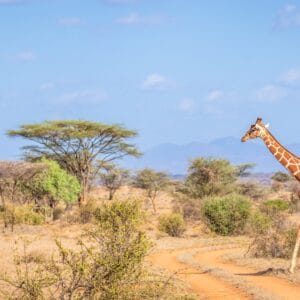 Netgiraf i Samburu Nationalparken i Kenya