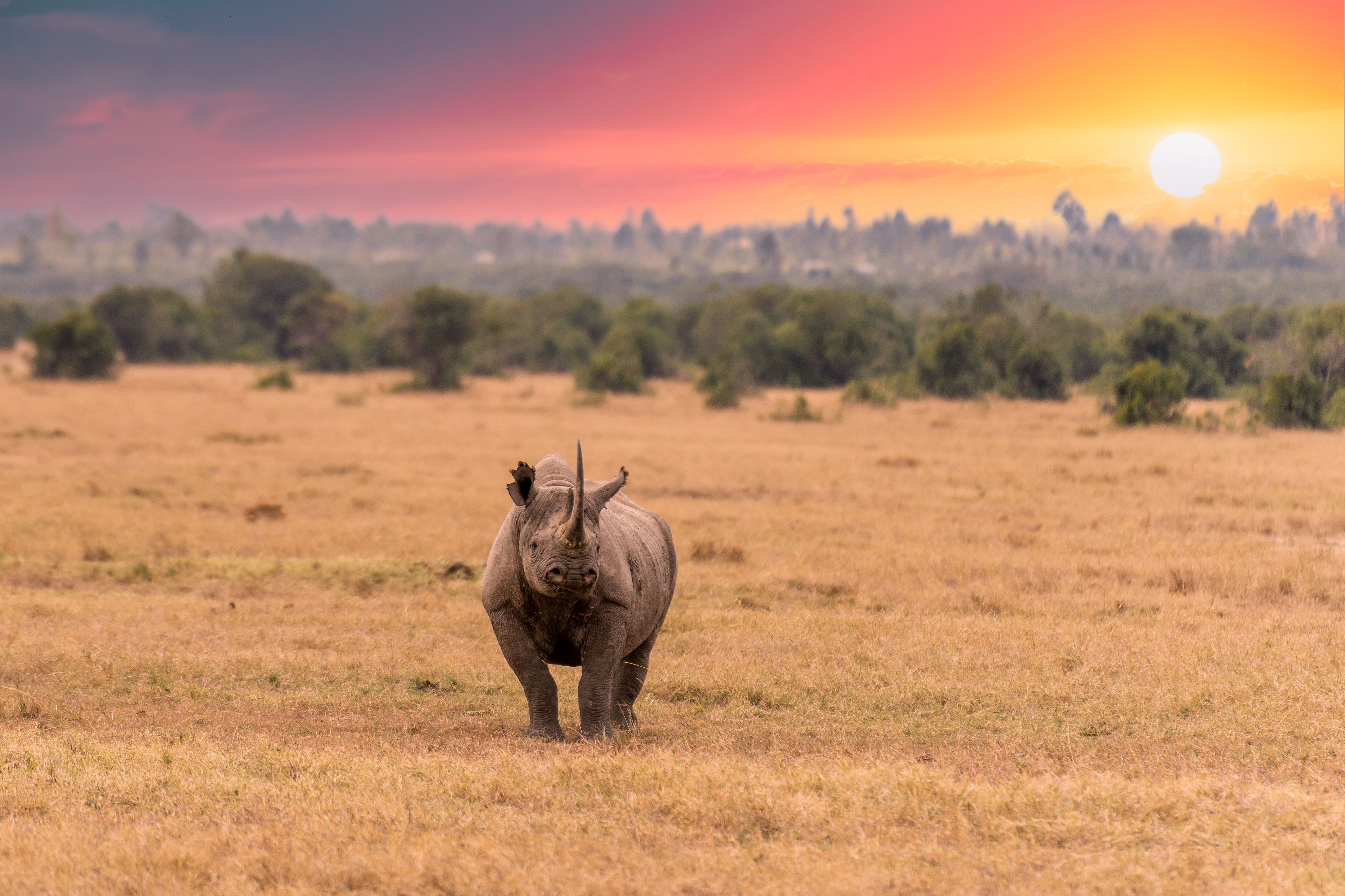 Sort Næsehorn i Lake Nakuru Nationalparken Kenya » Tembo Safari Sort Næsehorn i Lake Nakuru Nationalparken Kenya