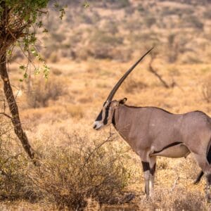 Beisa Oryx i Samburu Nationalparken