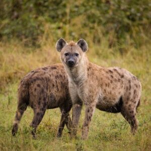 To Hyæner i Balule Private Game Reserve