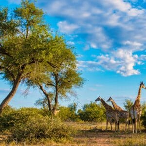 Giraf i typisk bush område i Kruger Nationalparken
