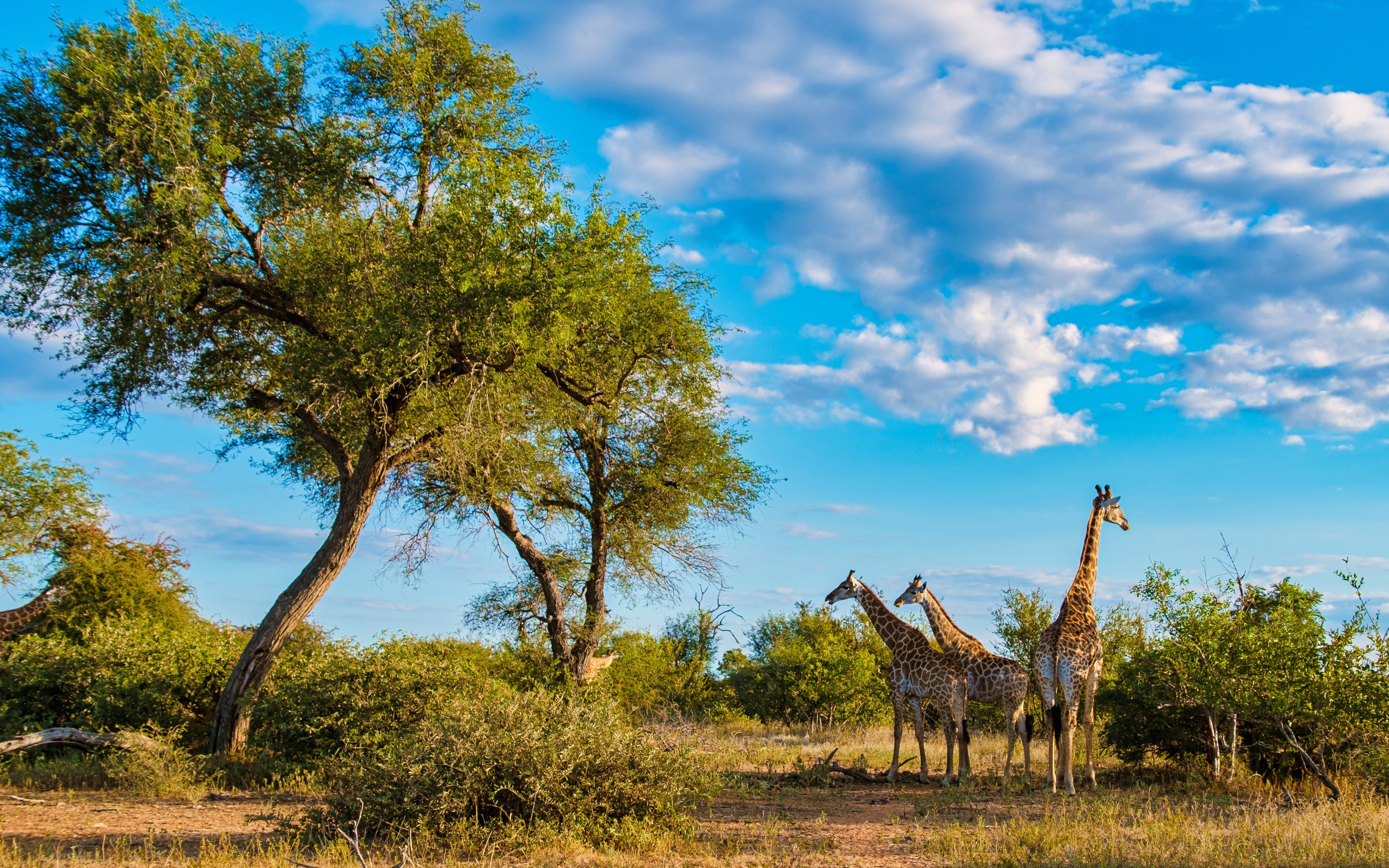 Giraf i typisk bush område i Kruger Nationalparken » Tembo Safari Giraf i typisk bush område i Kruger Nationalparken