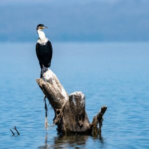 Storskarv på et død træ i Lake Naivasha
