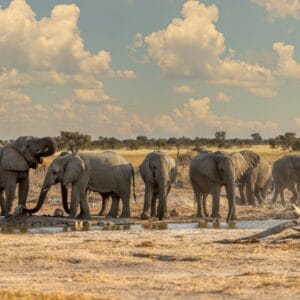 Elefanter ved vandhullet i Makgadikgadi Game Reserve