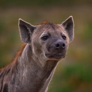 Hyæne i Moremi Game Reserve