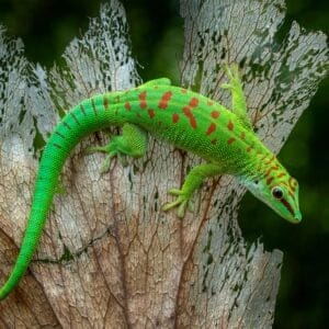 Madagascar Giant Day Geckophelsuma Grandis på en tør blade