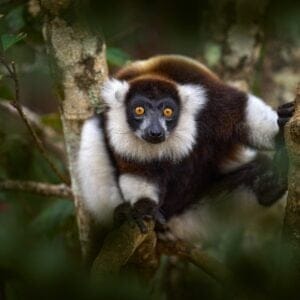 Lemur-Close-upFaceHeadDetailWithYellowEyeMonkey