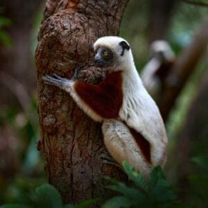 Lemur hængende på et træ i skoven Madagaskar