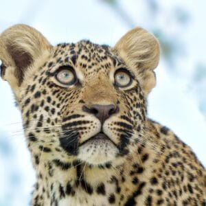 Portræt af en ung leopard op i et træ i Balule Private Game Reserve