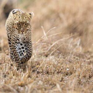 Leopard gående i græsset i Samburu Nationalparken