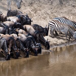 Gnu og Zebra drikker vand ved et vandhul i Kenya