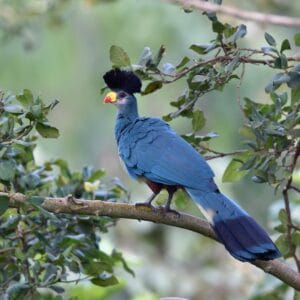 Great Blue Turaco i Uganda