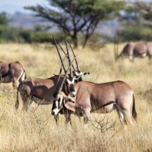 Beisa Oryx i Samburu Kenya