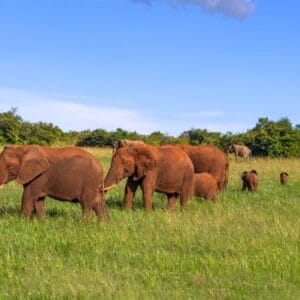 En flok Elefanter i Masai Mara Reservatet