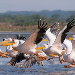 En flok Pelikaner flyvende over Lake Naivasha