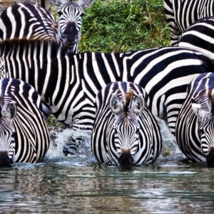 WholeLottaStripesZebrasCreateAnAbstractOfStripesAs