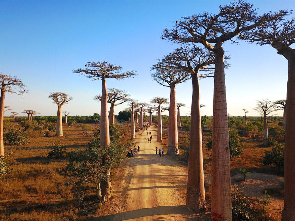 Besøg ved Avenue De Baobab tæt på Morondava på Madagaskar.