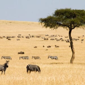 Zebraer og Gnuer på savanne i Masai Mara