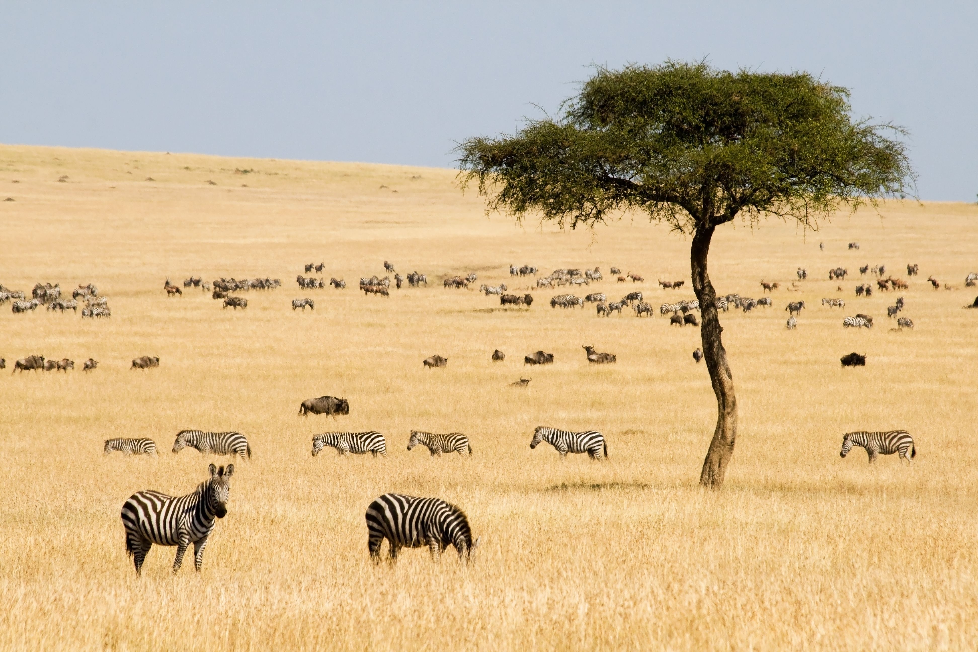 Zebraer og Gnuer på savanne i Masai Mara » Tembo Safari Zebraer og Gnuer på savanne i Masai Mara