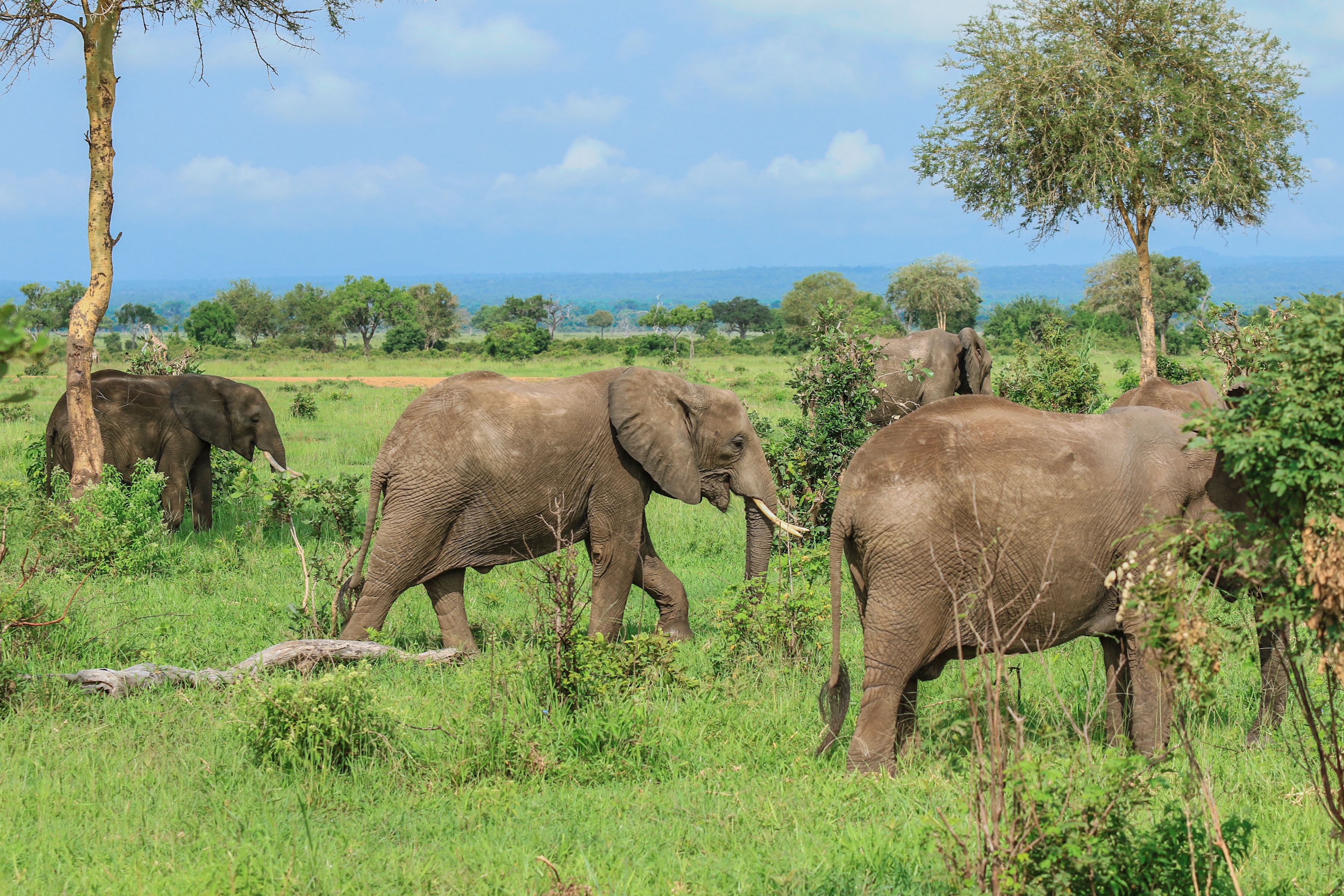 Elefanter i Mikumi nationalpark » Tembo Safari Elefanter i Mikumi nationalpark