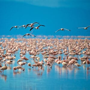 Flamingoer i Lake Manyara