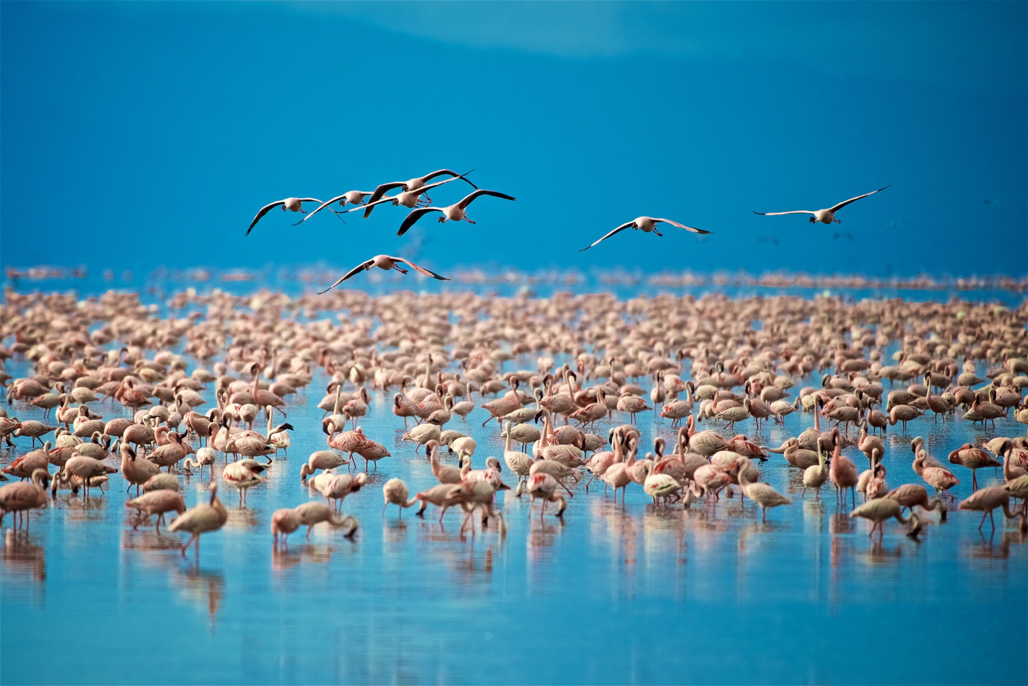 Flamingoer i Lake Manyara » Tembo Safari Flamingoer i Lake Manyara