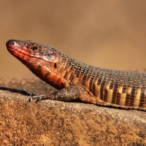Fireben i Greater Kruger Park
