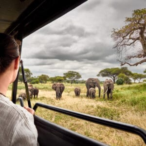 Gæsten i safaribilen med elefanter og baobab træ i billede i Tarangire Nationalparken