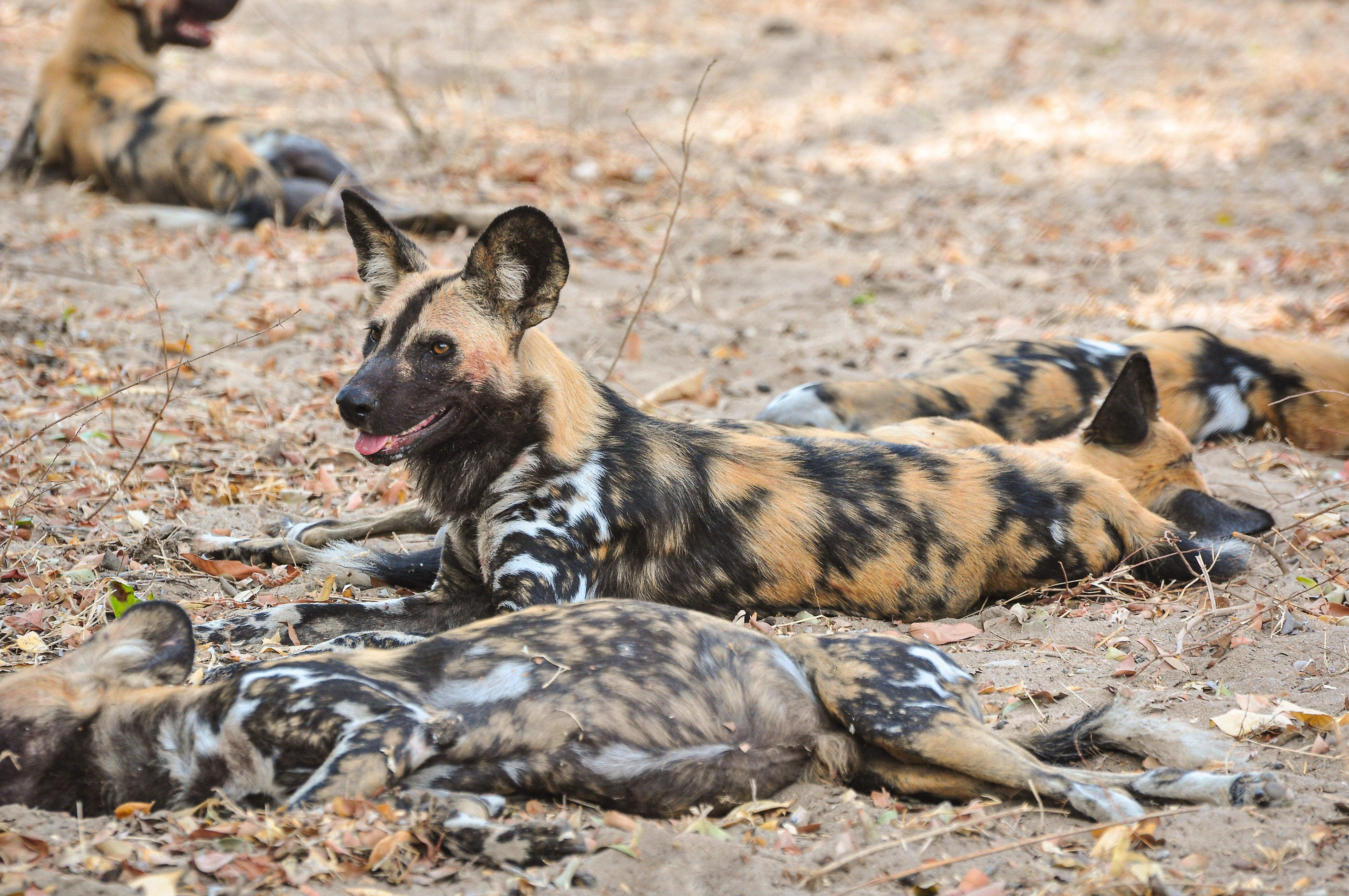 Vilde hunde i Selous nationalpark » Tembo Safari Vilde hunde i Selous nationalpark