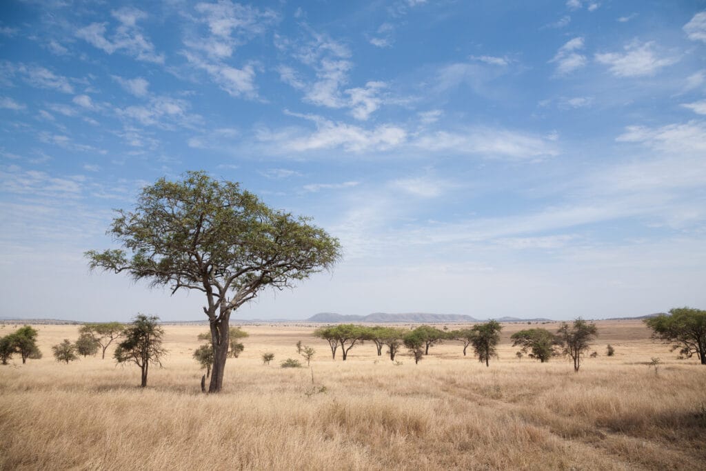 SerengetiNationalParkLandscapeTanzaniaAfricaAfricanPanorama » Tembo Safari