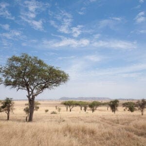 SerengetiNationalParkLandscapeTanzaniaAfricaAfricanPanorama