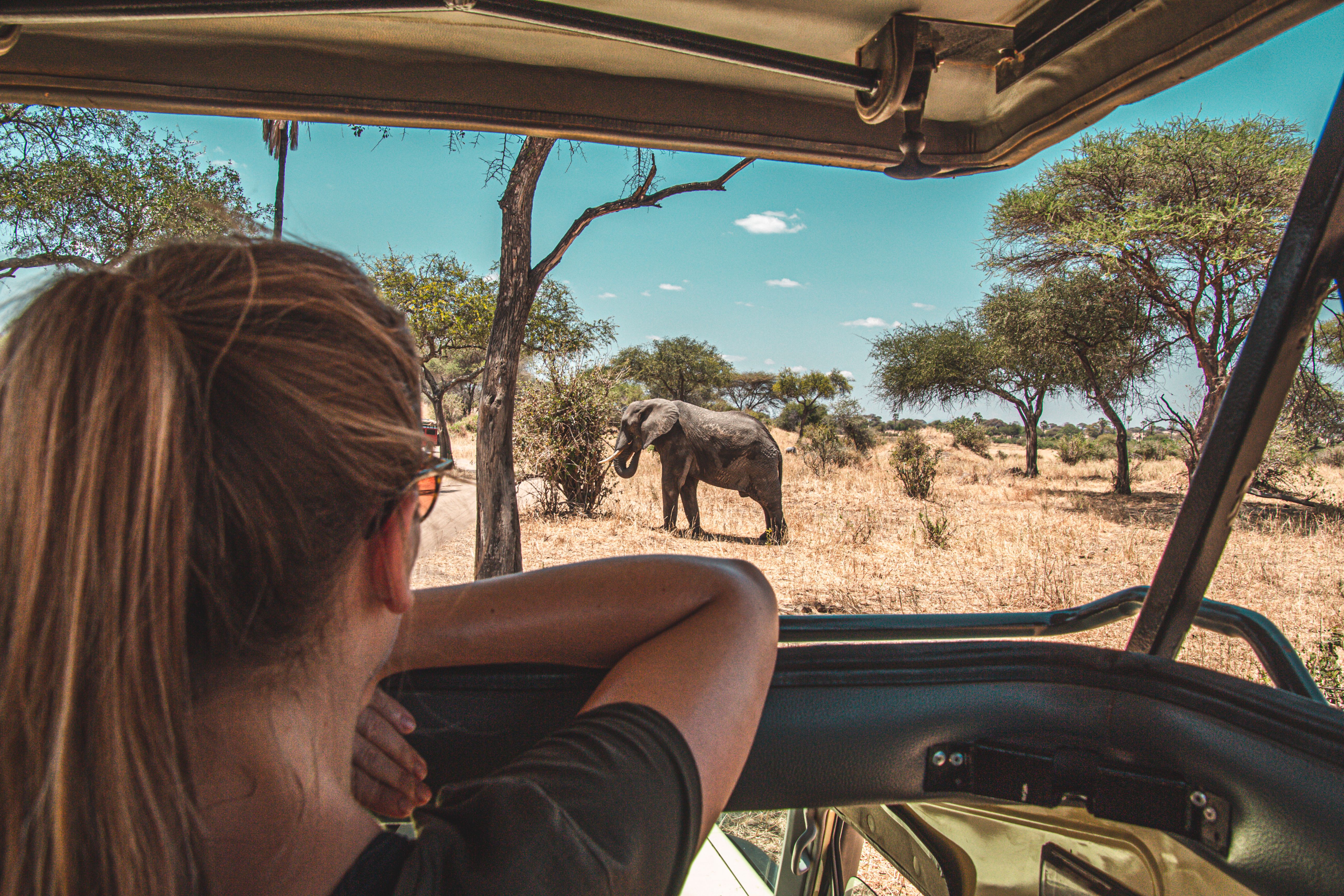 Safarikørsel i Tarangire Nationalpark med udkig til en elefant