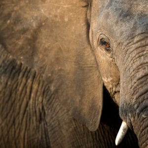 Portræt af elefant med fokus på øjet