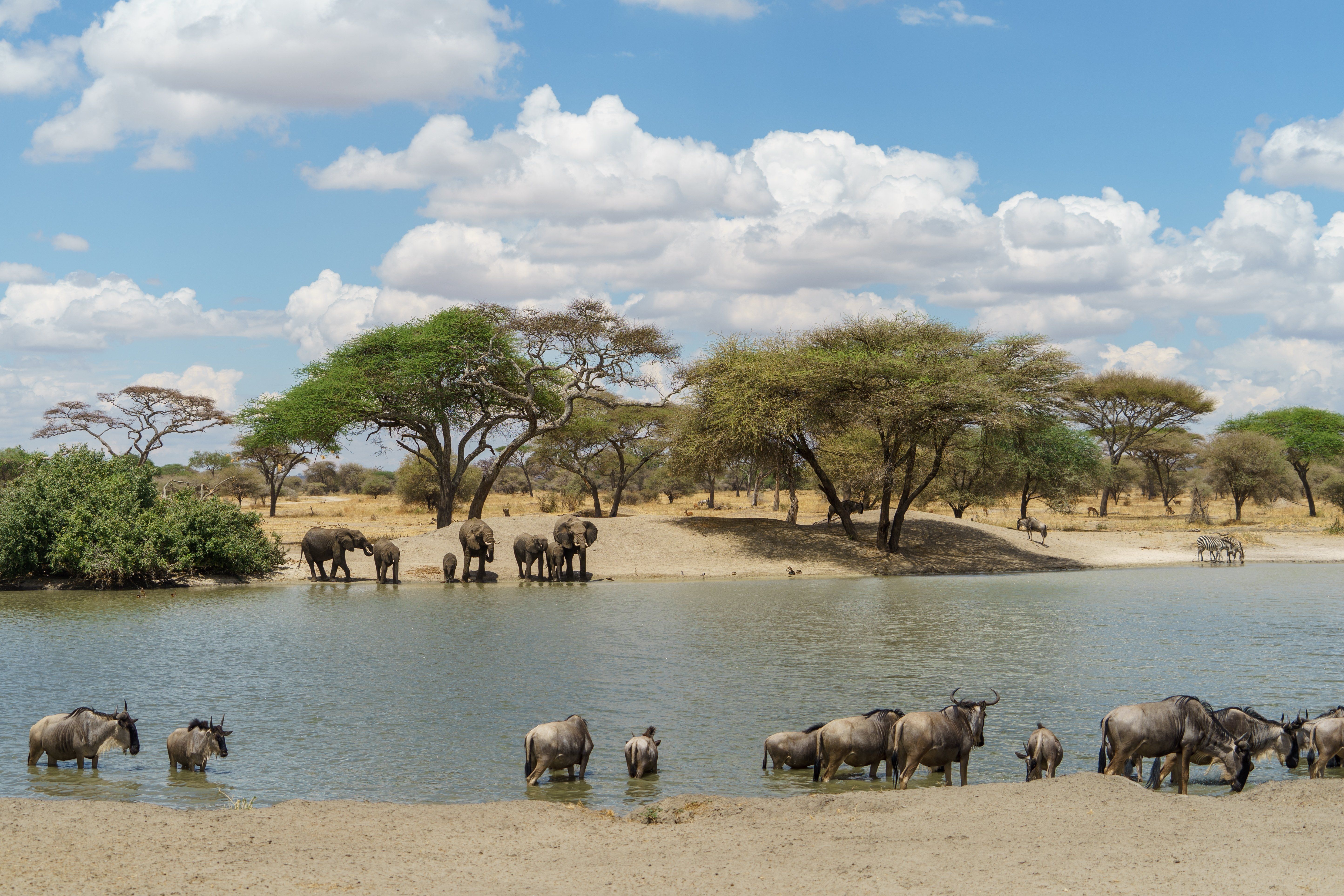 Dyr ved Tarangire floden i Tanzania » Tembo Safari Dyr ved Tarangire floden i Tanzania
