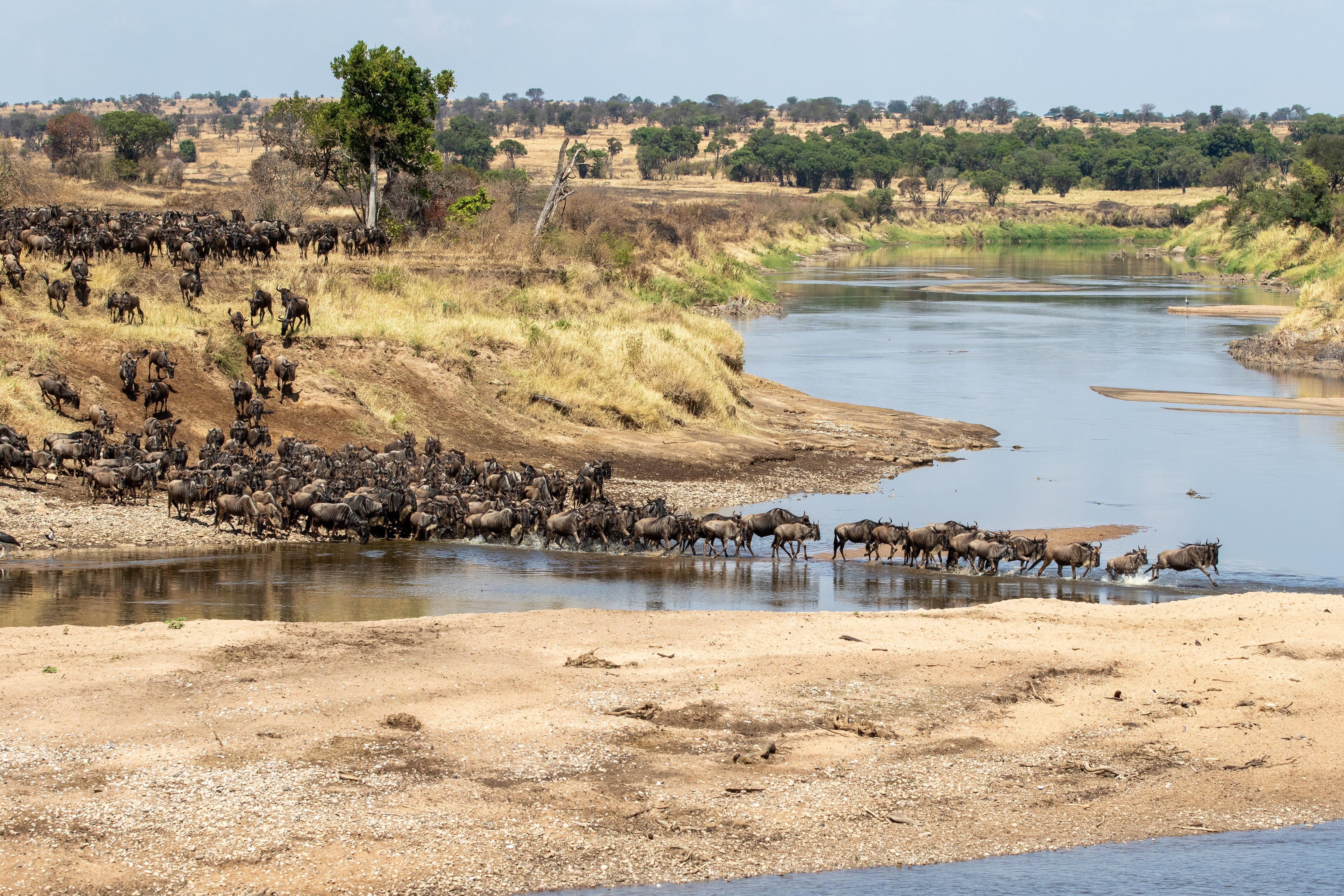 Migrationen i den nordlige del af Serengeti » Tembo Safari Migrationen i den nordlige del af Serengeti