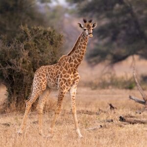 Ung Giraf i Kruger Nationalparken