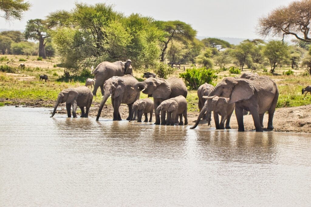 Elefanter drikker ved Tarangire floden » Tembo Safari Elefanter drikker ved Tarangire floden