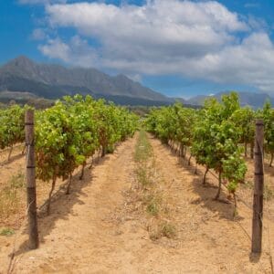Vingård i Stellenbosch område med bjerge i baggrund