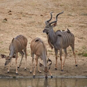 Tre kuduer ved vandhullet i Greater Kruger