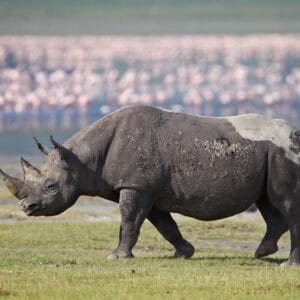 Sort Næsehorn i Ngorongoro Krater