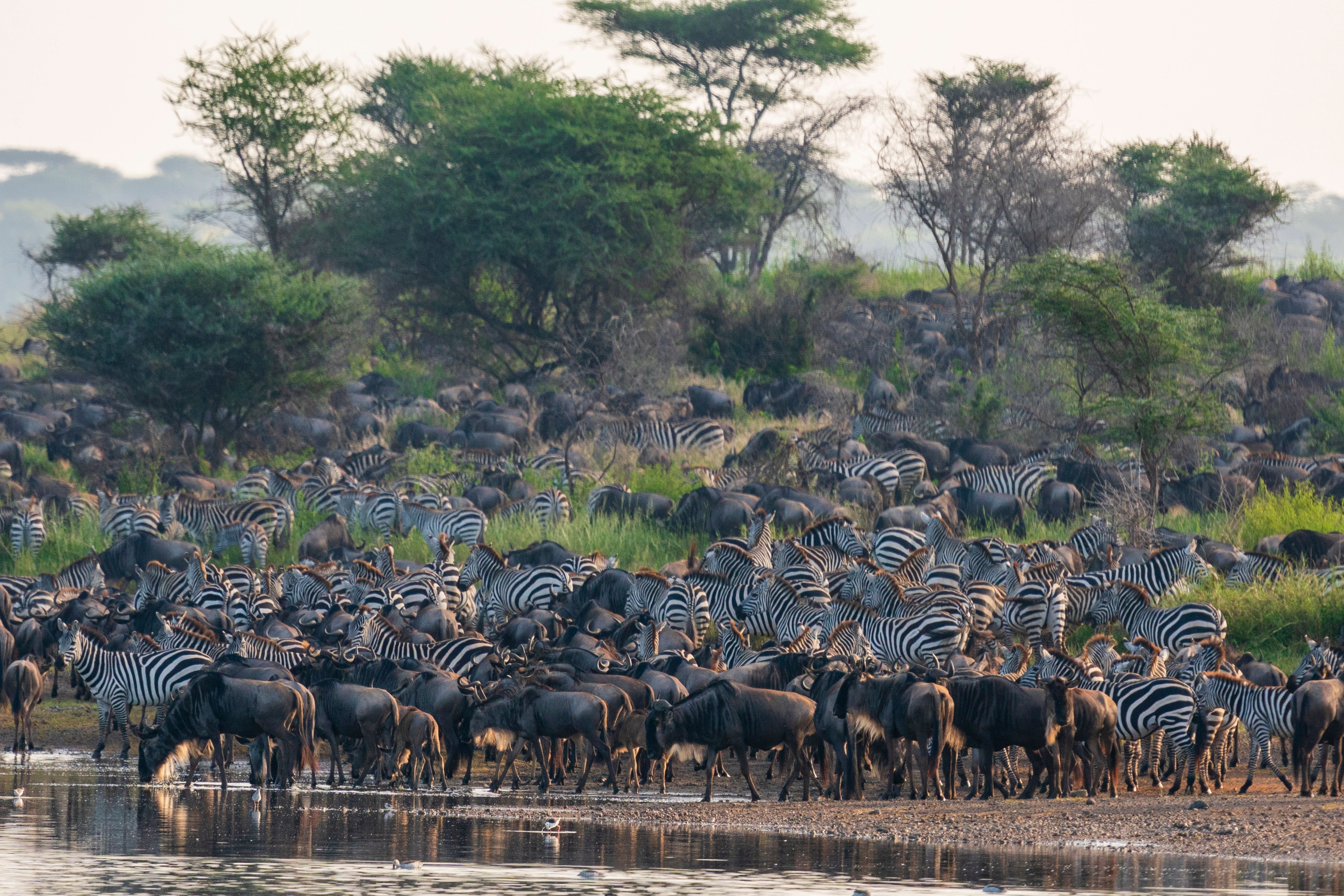 Migrationen ved Lake Ndutu i Tanzania