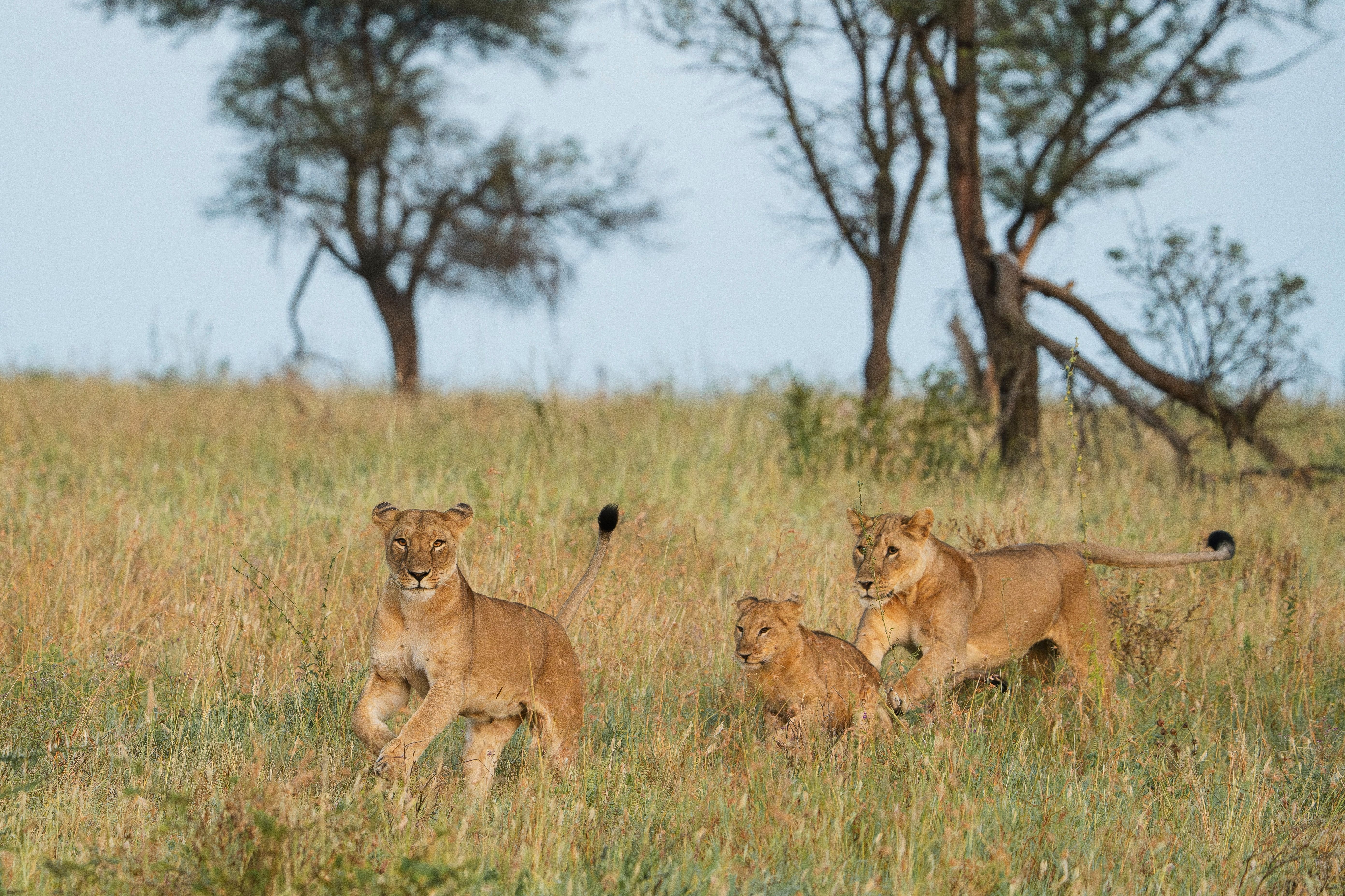 Løver i Tarangire Nationalpark » Tembo Safari Løver i Tarangire Nationalpark