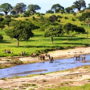 ElephantsCrossingTheRiverInSerengetiNationalParkTanzaniaAfrica