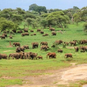 En stor flok elefanter i Tarangire Nationalparken i Tanzania