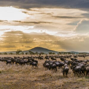 Gnuvandring i Serengeti Nationalparken Tanzania