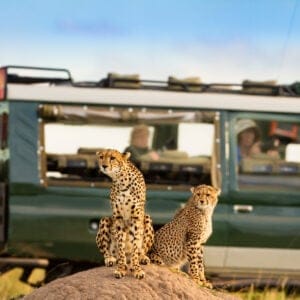 Geparder på en myretue i Masai Mara Nationalparken