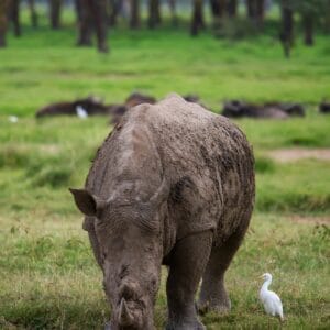 Hvid Næsehorn i Lake Nakuru National Park Kenya
