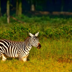 Zebra i Lake Nakuru Nationalparken Kenya