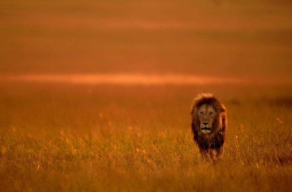 Han Løve i sent eftermiddags sol i Masai Mara